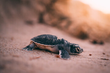 baby turtle coming out to the see