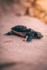 baby turtle looking for the sea