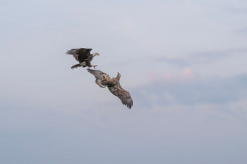 Adult and juvenile bald eagles battle it out in mid air