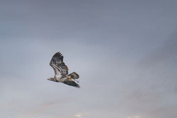 Juvenile American Bald Eagle flies away with a fish