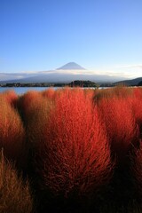 Kochia at Lake Kawaguchi and Mt.Fuji