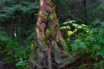 Damage broken tree trunk in the forest in The Sitka National Park in Sitka, Alaska