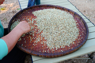 Sorting raw green coffee beans to prepare for sale. or further processing