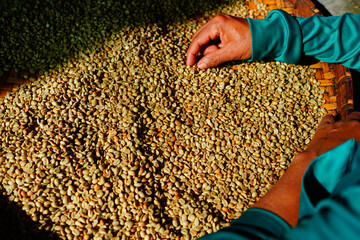 Sorting raw green coffee beans to prepare for sale. or further processing