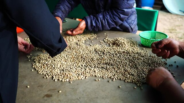 Sorting raw green coffee beans to prepare for sale. or further processing