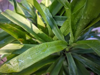 Suji, green suji or Pleomele angustifolia is an annual shrub whose leaves can be used as a natural green coloring for food. Suji leaves provide a deeper green color than fragrant pandan leaves, which 