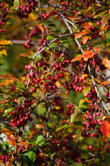 Red berries on a fall tree
