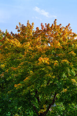 Naklejka premium autumn color trees in the forest