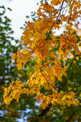 autumn maple leaves