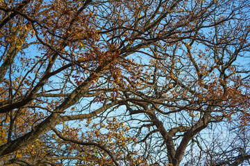 tree branches against blue sky