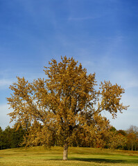 Yellow tree in park