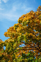 Fall orange yellow gradient