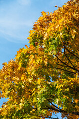autumn tree in the park
