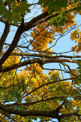 Yellow branches looking up