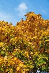 yellow autumn trees in the forest