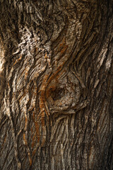 bark of tree