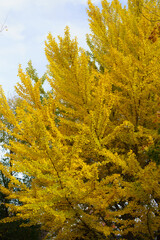 Yellow Ginkgo tree in Fall