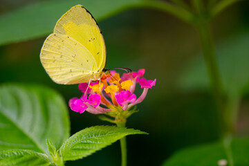 A Common Grass Yellow Butterfly Close-Up Photo with Flowers with Colorful Flower