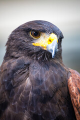 close-up of the sharp gaze and powerful aura of an eagle