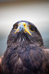 close-up of the sharp gaze and powerful aura of an eagle