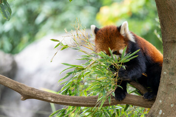 木の上にいるかわいいレッサーパンダ