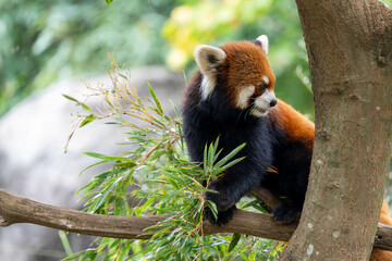 木の上にいるかわいいレッサーパンダ