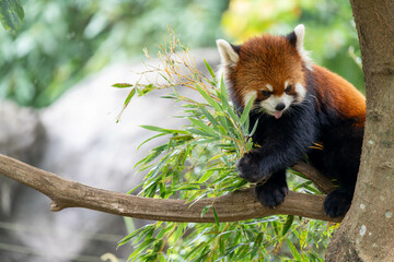 木の上にいるかわいいレッサーパンダ