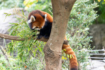木の上にいるかわいいレッサーパンダ