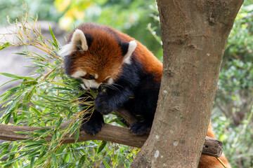 木の上にいるかわいいレッサーパンダ