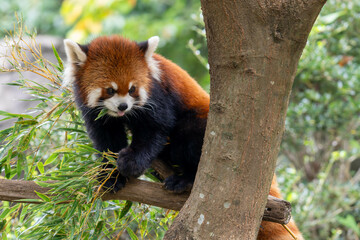 木の上にいるかわいいレッサーパンダ