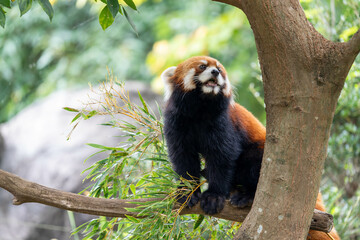 木の上にいるかわいいレッサーパンダ