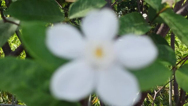 blur and defocused: wrightia antidysenterica
