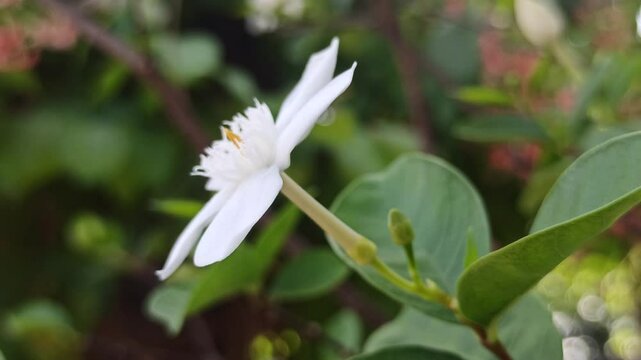 Wrightia antidysenterica