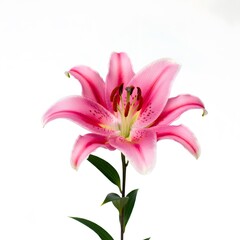 Naklejka premium Light pink lily flower in a white background 