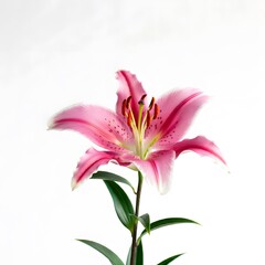 Fototapeta premium Light pink lily flower in a white background 