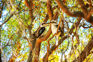 Two Kookaburras in a tree