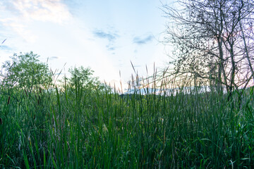 A stunning sunset and God's rays over a local MN lake with lots of greenery.