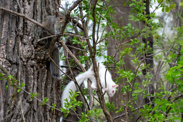 A gray squirrel and white albino squirrel hanging out in tree with green leaves.