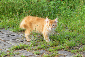 Kittens are playing. orange cat