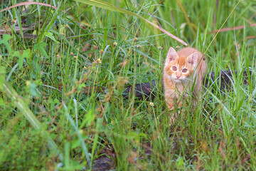 Kittens are playing. orange cat