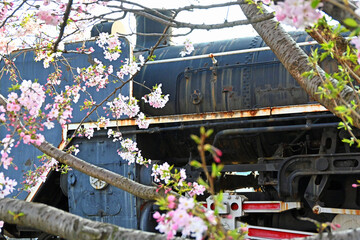 桜の花とSLの車体