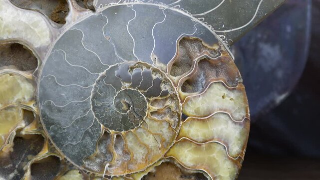 A fossilized ammonite, an extinct spiral shelled cephalopods comprising the subclass Ammonoidea