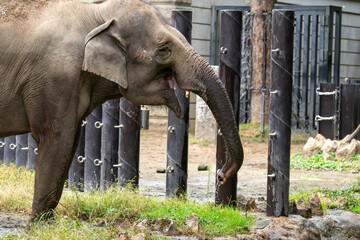 水を飲むインドゾウ