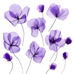 Transparent Purple Flowers Isolated on White Background