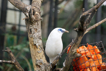 Close-up of a majestic Bali myna (Leucopsar rothschildi), showcasing its unique features and serene expression.
