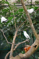 Portrait of Bali Myna Bird on Big Bird Cage Against Nature Background