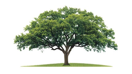 Majestic Rain Tree: Lush Greenery in Full Bloom 