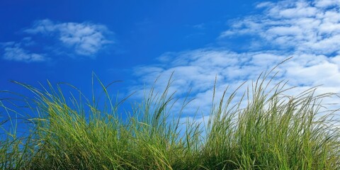 Obraz premium grass with a blue sky backdrop