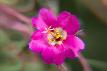 Common purslane (Portulaca oleracea), spanish verdolaga, ornamental and edible plant, Portulaca, the purslanes pink flowers
