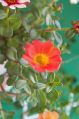 Common purslane (Portulaca oleracea), spanish verdolaga, ornamental and edible plant, Portulaca, the purslanes, on green background